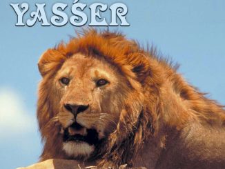 DJ Yasser — Safari